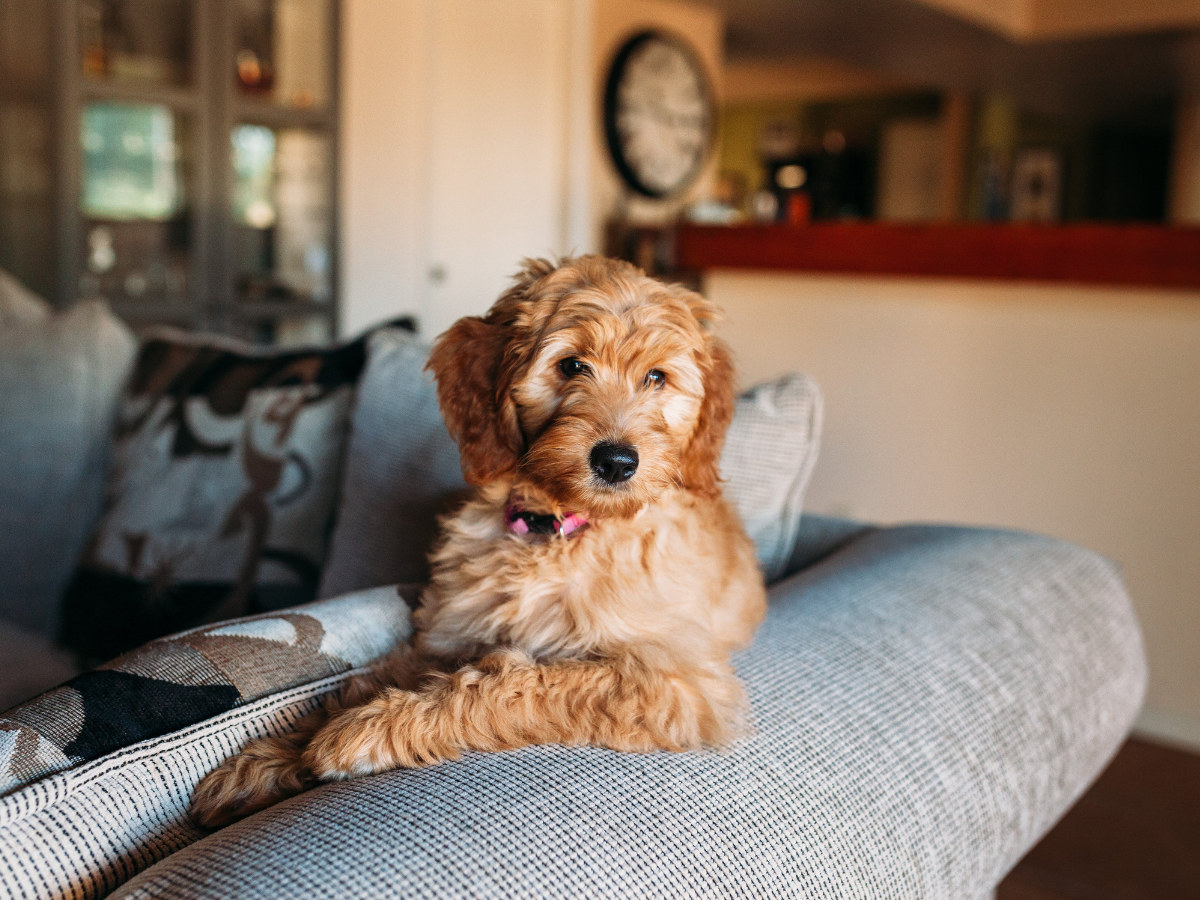 Pros of Allowing Pets in Your Colorado Springs Rental Property